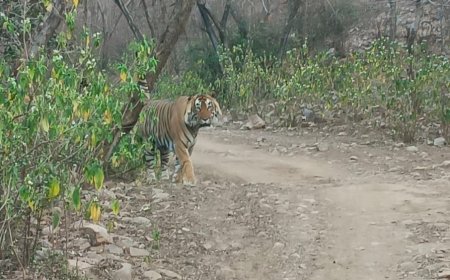 बाघों का दीदार विदेशी पावणों का मन लुभा रहा