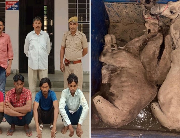 ऊंट की तस्करी करते हरियाणा के चार तस्कर गिरफ्तार