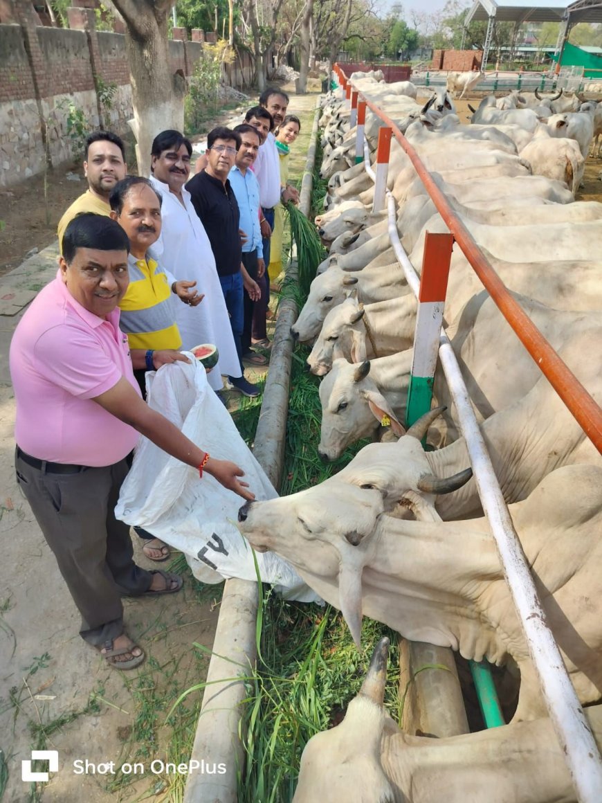 जे एस जी महानगर सोशल ग्रुप ने की मासिक गौ सेवा