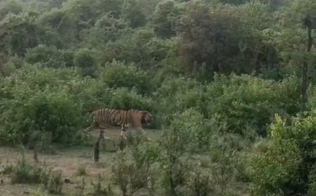 बारिश के बाद हरियाली में बाघों के दीदार