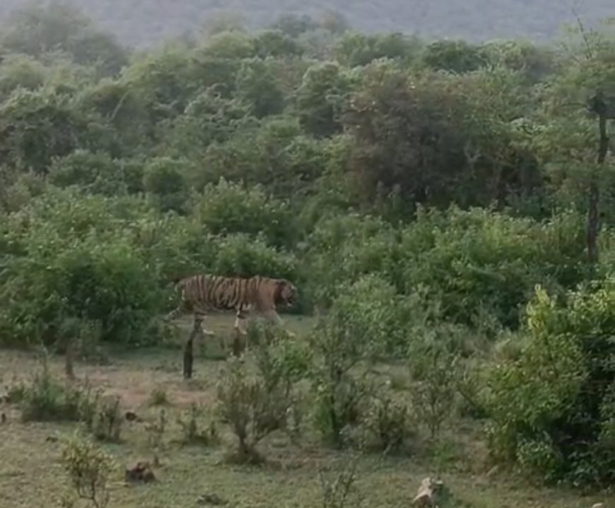 बारिश के बाद हरियाली में बाघों के दीदार