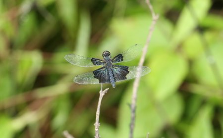 राजस्थान में पहली बार देखी गई 'लेसर ब्ल्यू-विंग' ड्रैगनफ्लाई
