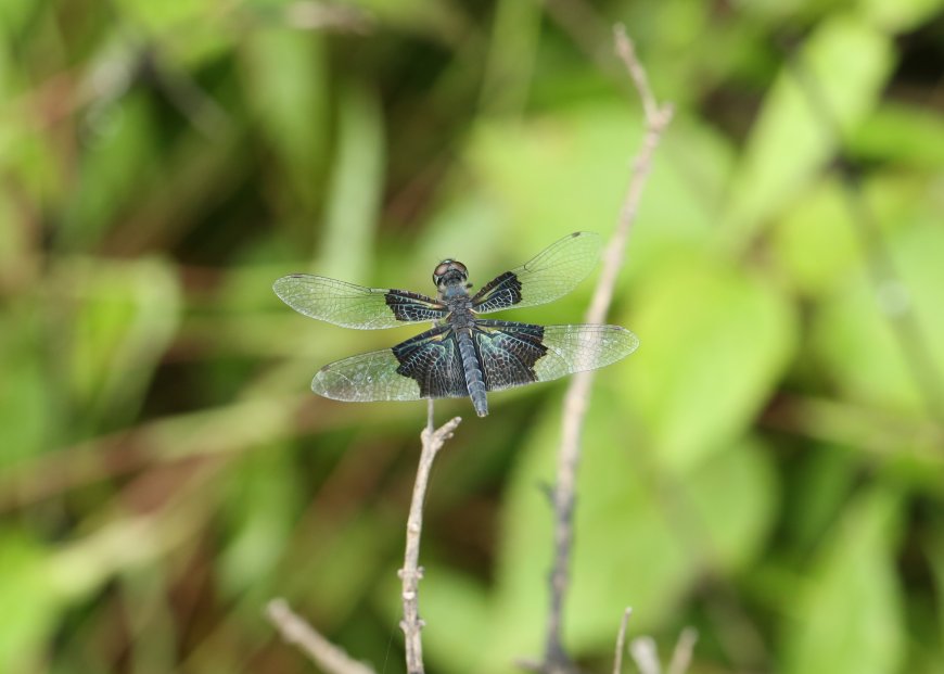 राजस्थान में पहली बार देखी गई 'लेसर ब्ल्यू-विंग' ड्रैगनफ्लाई