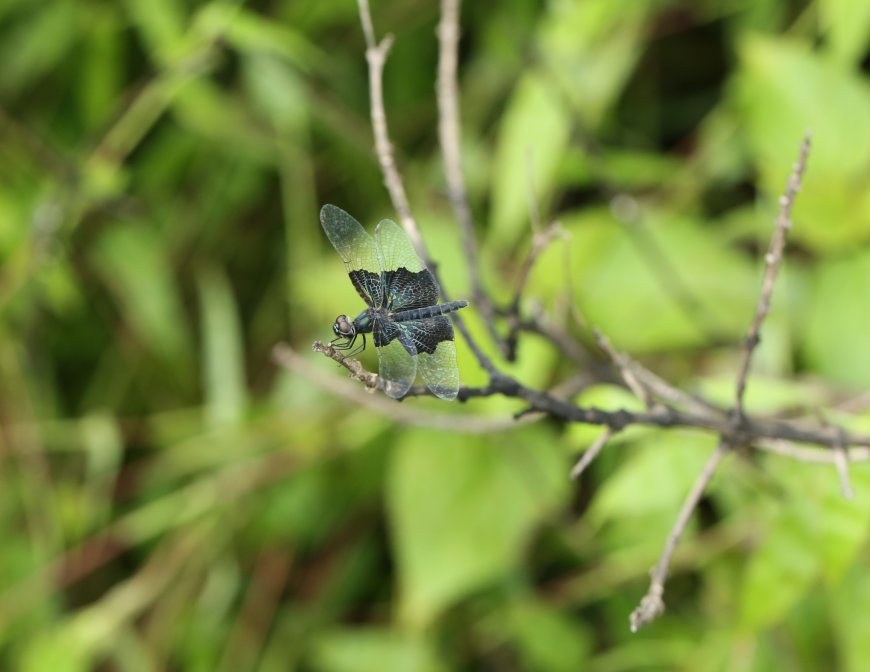 राजस्थान में पहली बार देखी गई 'लेसर ब्ल्यू-विंग' ड्रैगनफ्लाई