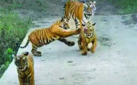 बाघिन एसटी-30 के 9 महीने के 3 शावक दिखे