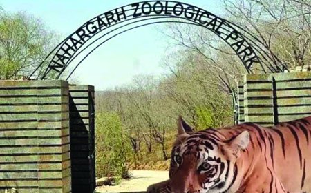 नाहरगढ़ जैविक उद्यान में टाइगर व लायन सफारी बनी आकर्षण का केंद्र 