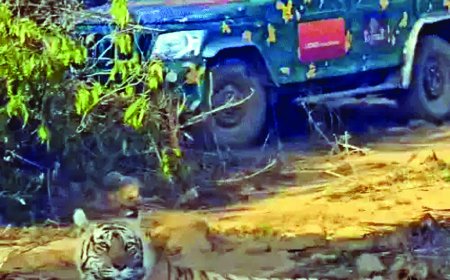 सरिस्का: पेड़ की छांव में बैठी रही, फिर पलटकर जंगल में चली गई