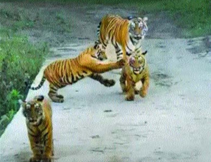 बाघिन एसटी-30 के 9 महीने के 3 शावक दिखे