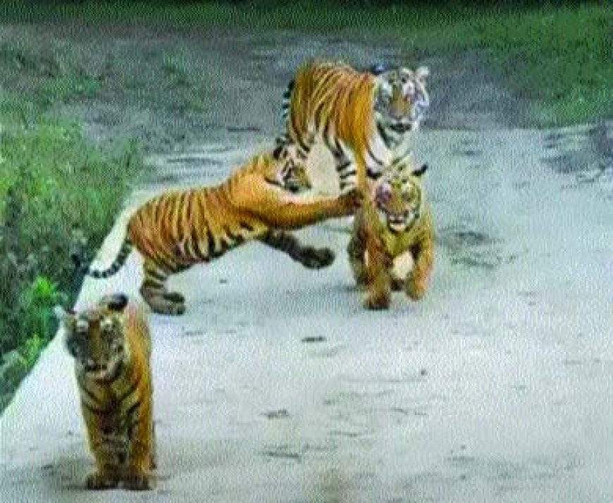 बाघिन एसटी-30 के 9 महीने के 3 शावक दिखे