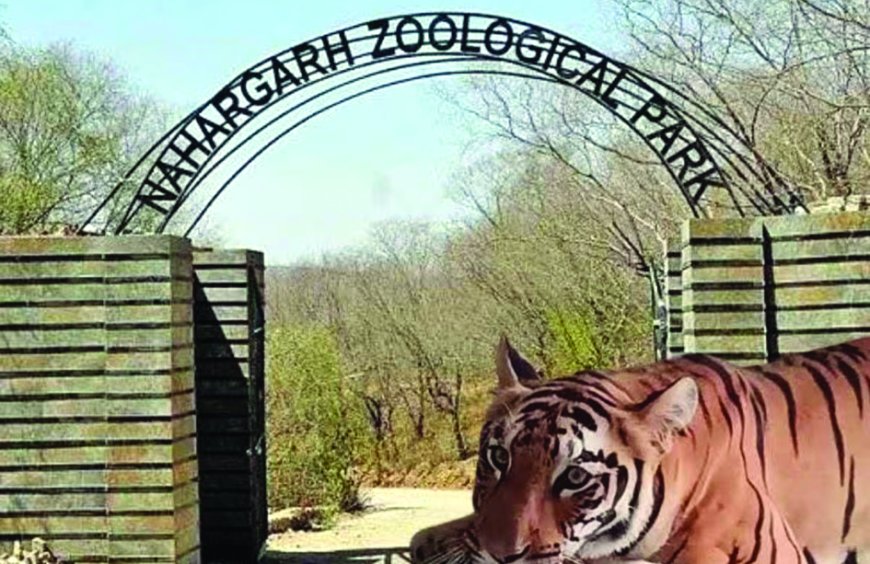 नाहरगढ़ जैविक उद्यान में टाइगर व लायन सफारी बनी आकर्षण का केंद्र 