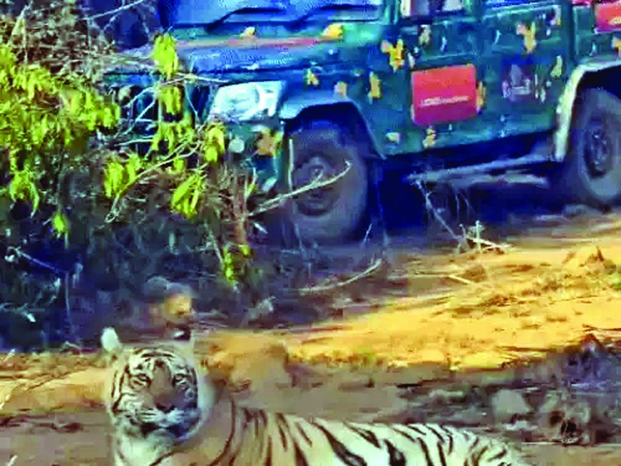 सरिस्का: पेड़ की छांव में बैठी रही, फिर पलटकर जंगल में चली गई