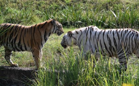 नाहरगढ़ जैविक उद्यान में उमड़ा सैलानियों का सैलाब