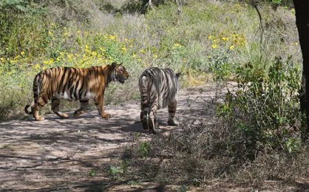 राजस्थान में व्हाइट टाइगर की पहली सफारी  नाहरगढ़ जैविक उद्यान मे