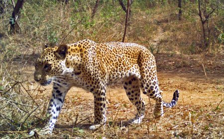 अरावली में तेंदुआ-मानव संघर्ष की नई तस्वीर