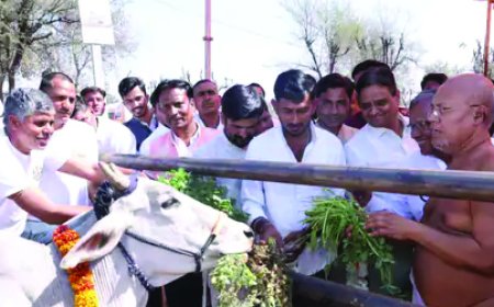 बेसहारा गायों के लिए हो रहा गोलोक धाम का निर्माण