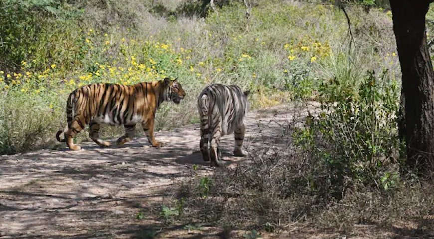 राजस्थान में व्हाइट टाइगर की पहली सफारी  नाहरगढ़ जैविक उद्यान मे