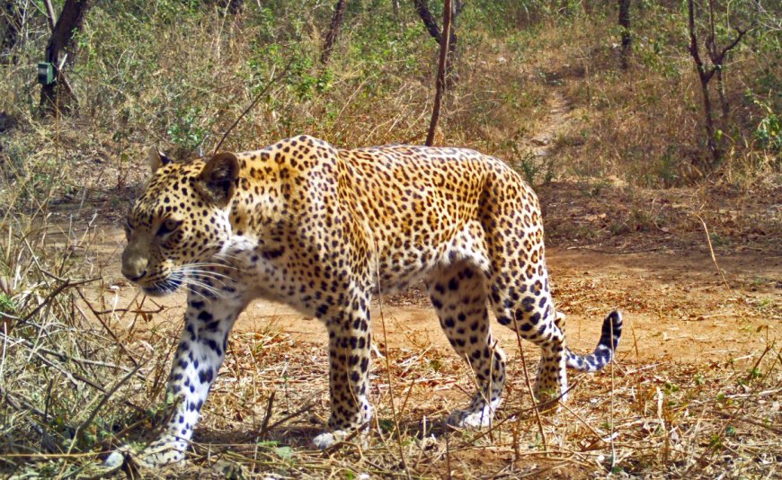 अरावली में तेंदुआ-मानव संघर्ष की नई तस्वीर