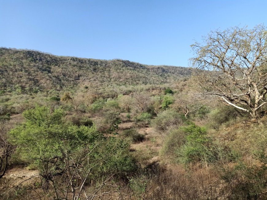 अरावली में तेंदुआ-मानव संघर्ष की नई तस्वीर