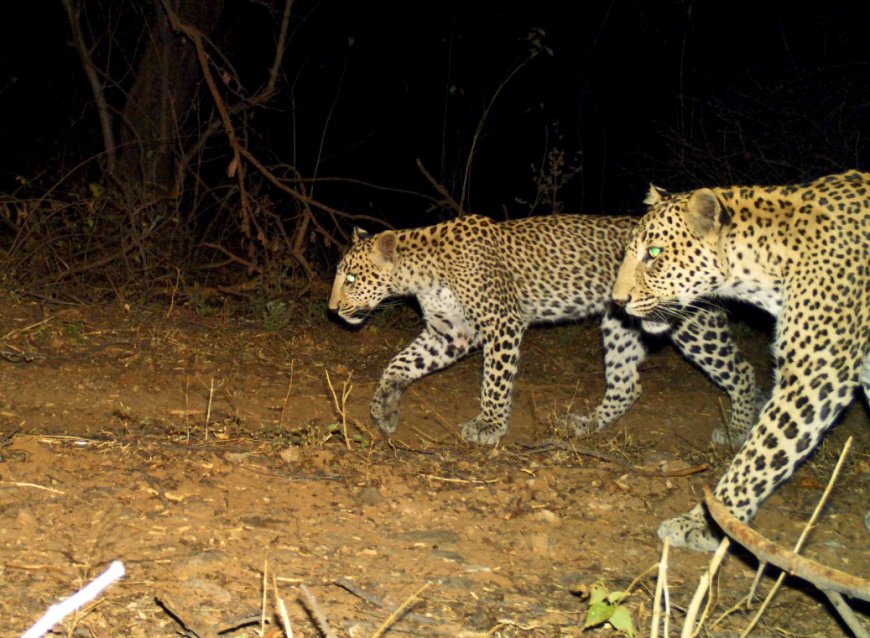 अरावली में तेंदुआ-मानव संघर्ष की नई तस्वीर