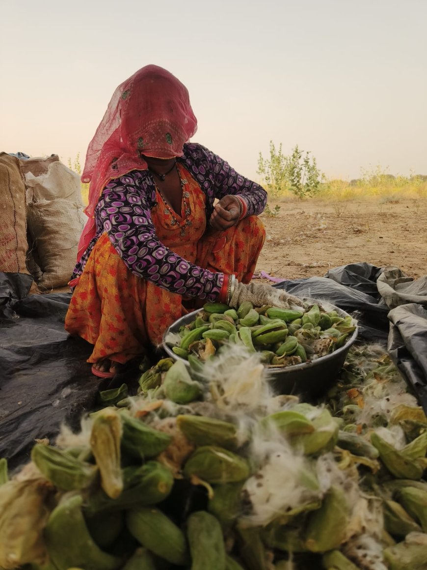 रेगिस्तान का ‘आक’ अब किसानों की आय का नया जरिया