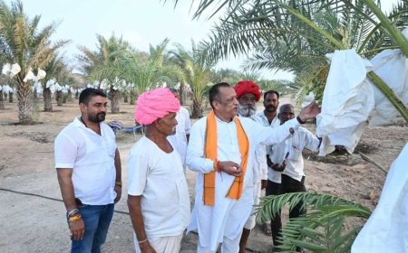 मरूभूमि में खजूर की खेती का कमाल