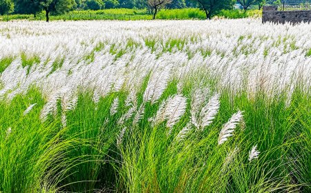 बारिश की विदाई का संदेश… कांस के फूलों से सफेद हुई धरती