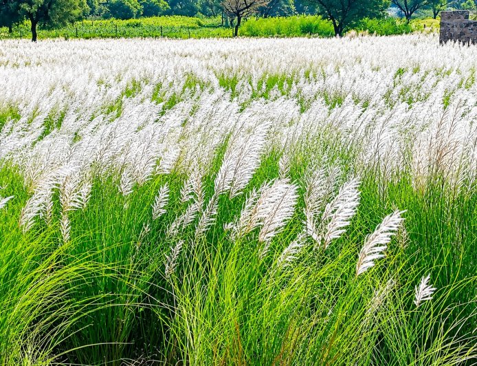 बारिश की विदाई का संदेश… कांस के फूलों से सफेद हुई धरती