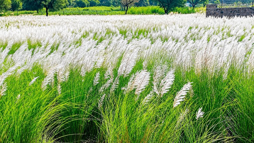 बारिश की विदाई का संदेश… कांस के फूलों से सफेद हुई धरती